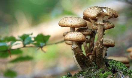mushrooms-548360_1920_1550x916_bijgeknipt