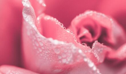 pexels-pixabay-36445-scaled_1550x916_bijgeknipt-1